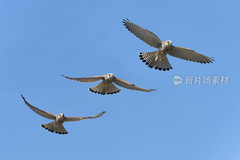 常见的凯斯特雷尔 [法尔科丁努库鲁斯]